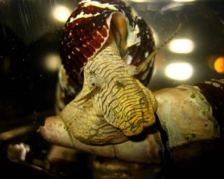 Live Yellow Rabbit Snails for Fish Tank or Aquarium