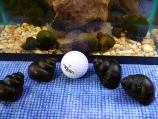Live Trapdoor Snails Koi Pond Fish Tank Aquarium