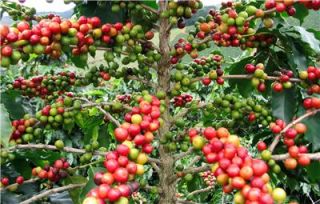 Coffee Bean Seed World Famous Arabica RARE Easy House Plant Espresso 
