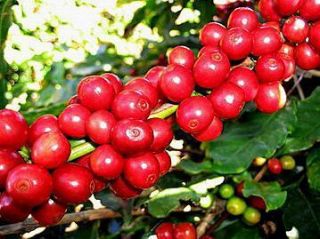 Coffee Bean Seed WORLD FAMOUS ARABICA Rare Easy House Plant ESPRESSO 