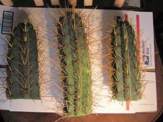 Cactus Trichocereus peruvianus cv. Bigfoot , long spine Ariocarpus 