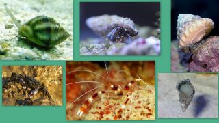 Nano Cleaning Crew   Crab/Shrimp/Invert   Saltwater Aquarium/Tank/Reef 