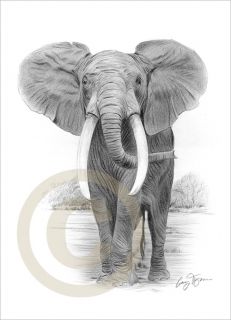 African Elephant Watercolour Pencil Drawing Art A4 Giclee Print