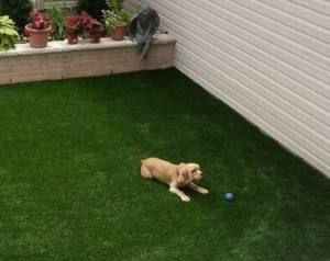 Premium Artificial Grass Synthetic Lawn Dog Astro