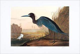 audubon limited edition lithograph m bernard loates little blue heron 