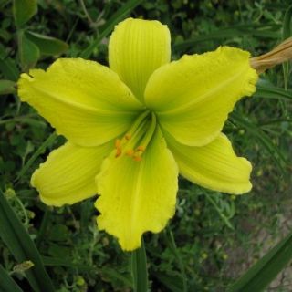 QUAKING ASPEN YELLOW DAYLILY  DF   LIVE PLANTS   PERENNIAL FLOWERS