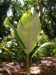Ultra RARE Live Huge Vahani Marquesas Palm Tree