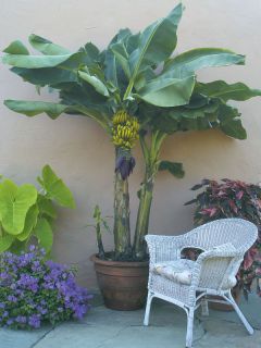 Banana ‘Dwarf Lady Finger’ (Musa acuminata) tree plant seeds.