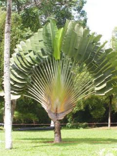 Traveler Palm Spectacular Tree Banana Live Plant Garden