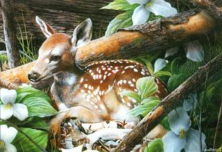 300pc Special FAWN Baby Deer Forest Tree Greenery Woods BOXLESS Puzzle 