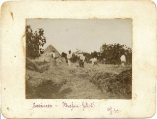 Sannicandro Bari Reaping Rural Scene Collodion Photo Mounted on 