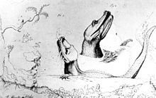 william bartram s sketch of alligators on the st johns created either 