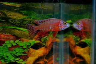 Tropical Fish African Cichlids Strawberry Red Peacocks 3 Lot 2