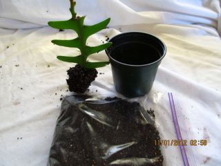 Rick Rack or Fishbone Cactus Plant Pot Soil Live Plant