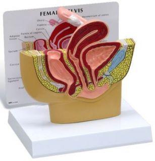 basic human female pelvis section anatomy model 3500 brightly colored 