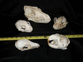    fox Beaver Raccoon Bobcat Lynx skull bone Lot animal SCIENCE DISPLAY
