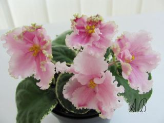 African Violet Saintpaulia RS Annabel Starter Plant Russian Variety 