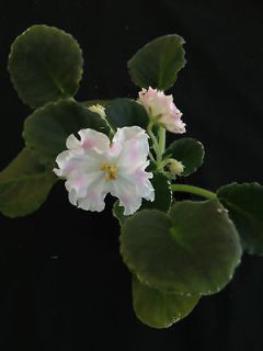 african violet plant pink watercolor small pot time left $