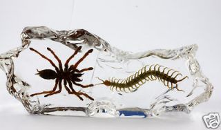 real spider centipede paperweight  24 99 buy