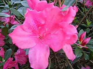 azalea plant southern charm pink