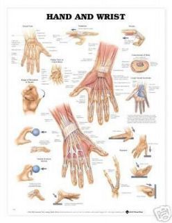 hand and wrist anatomical chart charts m odels time left