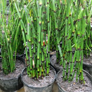   Equisetum Horsetail Plants Bamboo Zen Koi Pond Evergreen Plant