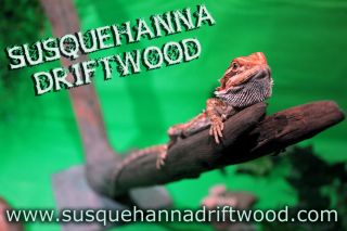 Bearded Dragon Iguana Driftwood Reptile Lizard Basking Log Slate 