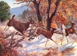 remington print white tailed deer beecham
