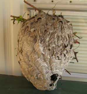   bees nest bee hive cabin decoration beehive bee nest hornet wasp nest