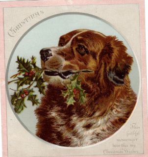 Victorian Saint Bernard Dog w Holly Leave Christmas Wishes Ephemera 