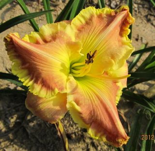 DAYLILY GARY COLBY SPRING SHIPMENT GORGEOUS BIG 8 ROSE WITH GOLD EDGE 