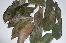 dried soursop leaves 8 oz pack harvested from the wild