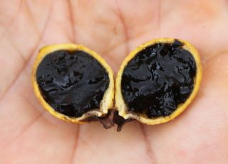 25 Blackberry jam fruit seeds Tropical medicinal tree Randia formosa 