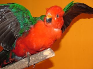 Australian King Parrot stuffed bird taxidermy