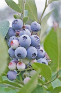 You are bidding on a healthy 12 tall one gallon blueberry plant.