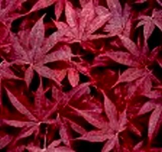 Gourgeous Perennials BloodGood Red Japanese Maple
