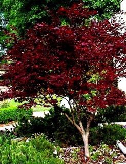 Japanese Bonsai on Bloodgood Japanese Red Maple Tree 5 Seeds Great Bonsai Fall Planting