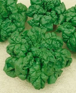 Vegetable Seeds Spinach Bloomsdale Long Standing Seed