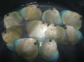 Discus Live Tropical Fish Canada Wide Shipping Available