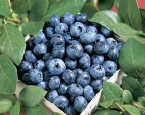 Blueberry Plants Organic 2 Blue Ray Plants Order Now for Fall Planting 