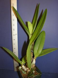   Grezaffis Blue Shawn w Flower Sheath Cattleya Orchid 5 31