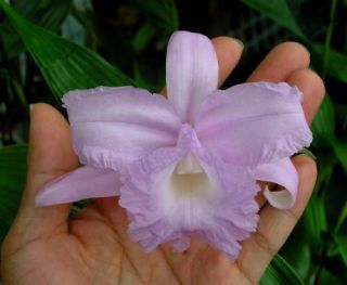   warscewiczii orchid species  OVERGROWN, EXCEEDINGLY RARE   BLUE FLOWER