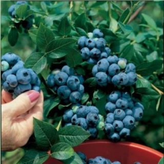Highbush Blueberry Plant 50 Seeds High Yielding Blue Berries Perennial 