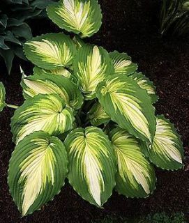 Hosta Seeds 2 Many Varieties to Choose from Free Combined Shipping 