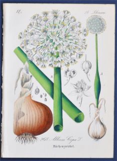 Antique Botanical Print 1880   Garden Onion / Allium Cepa L.