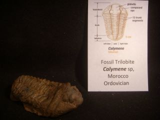 Dinosaur Bone Fossil Trilobite Calymene Morocco Ordovician Period 