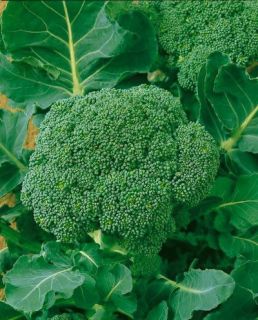 Vegetable Seeds Broccoli Waltham 29 Garden Seed Brocoli