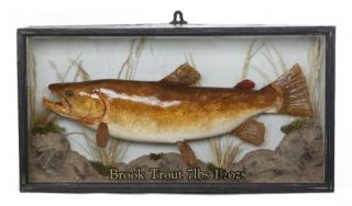 brook trout taxidermy image