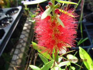  Red Bottlebrush Callistemon Speciosus Live Plant