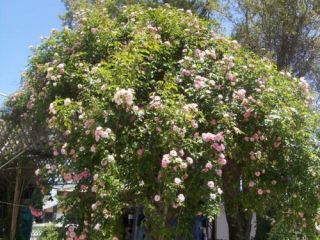 Cecile Brunner CL Rose Antique Thornless 3 Plants Bare